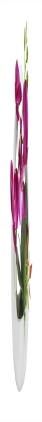 Декоративные цветы  Орхидея тём.сиреневая в керам.вазе