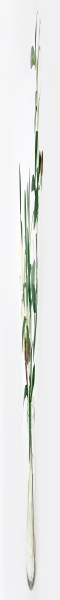 Декоративные цветы Сакура белая и ветвь оливы в стекл.вазе